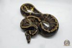 4774 0.1 GHI PIEBALD - Image 2