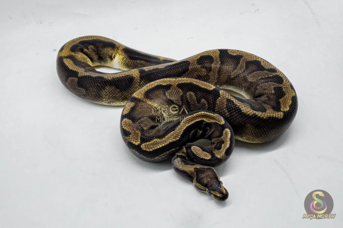 4774-3-1.jpg 4774 0.1 GHI PIEBALD - Image 3
