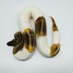 4775 0.1 GHI PIEBALD