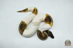 4775 0.1 GHI PIEBALD - Image 2