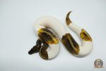 4775 0.1 GHI PIEBALD - Image 3