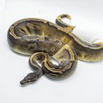 4776 0.1 GHI PIEBALD