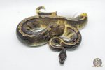 4776 0.1 GHI PIEBALD - Image 2