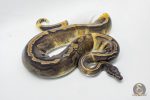 4776 0.1 GHI PIEBALD - Image 3