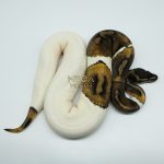 4777 0.1 MAHOGANY PIEBALD