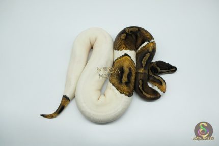 4777 0.1 MAHOGANY PIEBALD