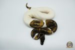 4777 0.1 MAHOGANY PIEBALD - Image 3