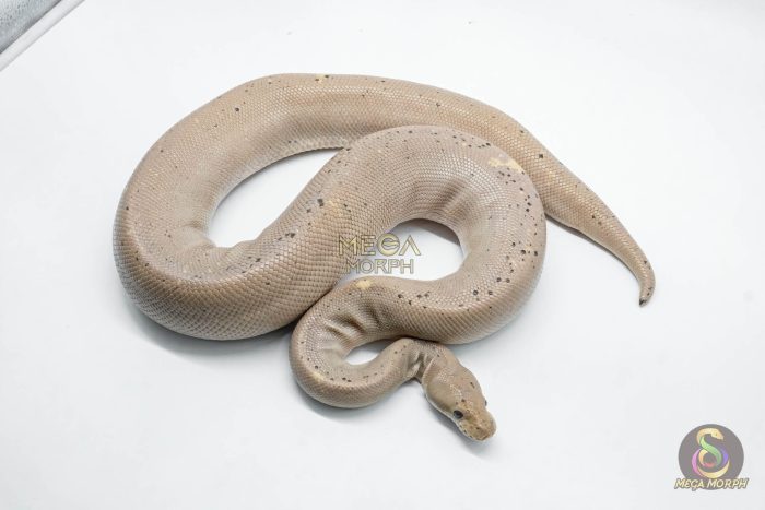 4778 1.0 BANANA SUPER CINNAMON - Image 2