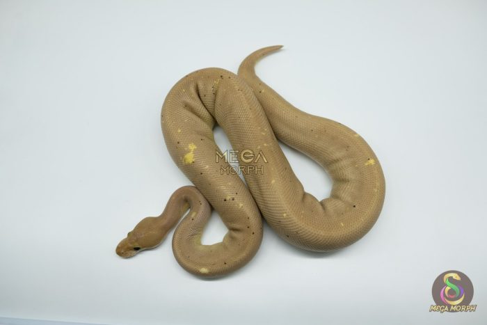 4778 1.0 BANANA SUPER CINNAMON - Image 3