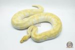 4779 0.1 BANANA BUTTER ENCHI ORANGE DREAM OR SUPER ORANGE DREAM (Proven breeder)