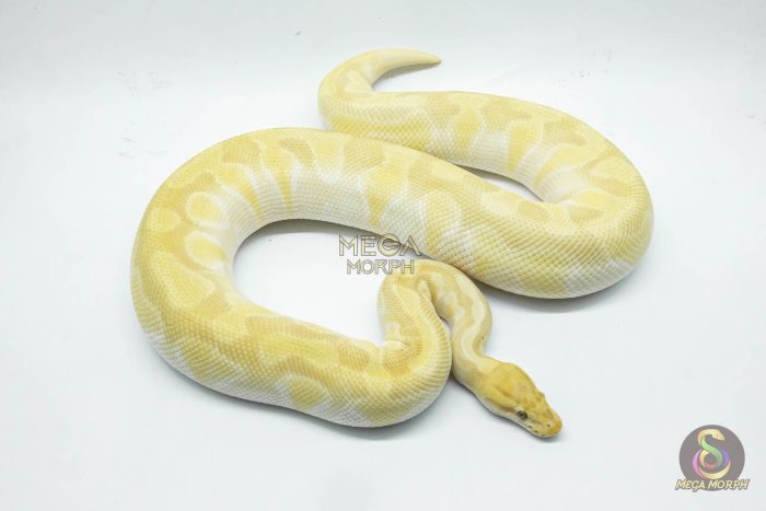 4779 0.1 BANANA BUTTER ENCHI ORANGE DREAM OR SUPER ORANGE DREAM (Proven breeder) - Image 2