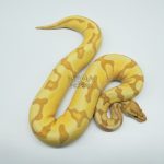 4780 0.1 BANANA ORANGE DREAM ENCHI