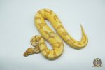 4780 0.1 BANANA ORANGE DREAM ENCHI - Image 2