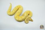 4781 0.1 BANANA SUPER ENCHI ORANGE DREAM FIRE