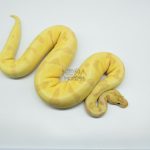 4781 0.1 BANANA SUPER ENCHI ORANGE DREAM FIRE