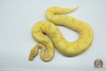 4781 0.1 BANANA SUPER ENCHI ORANGE DREAM FIRE - Image 2