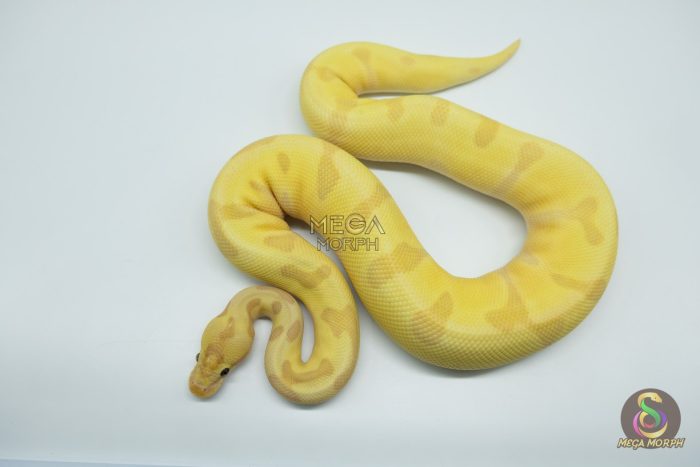 4781 0.1 BANANA SUPER ENCHI ORANGE DREAM FIRE - Image 2