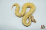 4782 0.1 SUPER BANANA ORANGE DREAM ENCHI FIRE