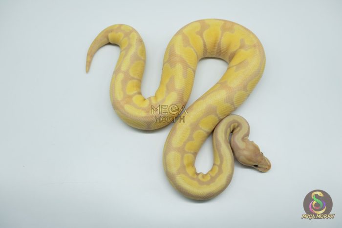 4782-1-1.jpg 4782 0.1 SUPER BANANA ORANGE DREAM ENCHI FIRE - Image 1