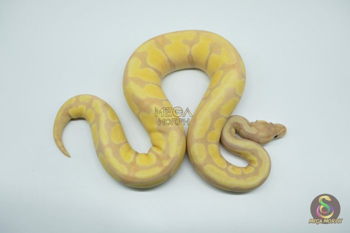 4782-2-1.jpg 4782 0.1 SUPER BANANA ORANGE DREAM ENCHI FIRE - Image 2