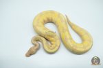 4782 0.1 SUPER BANANA ORANGE DREAM ENCHI FIRE - Image 3