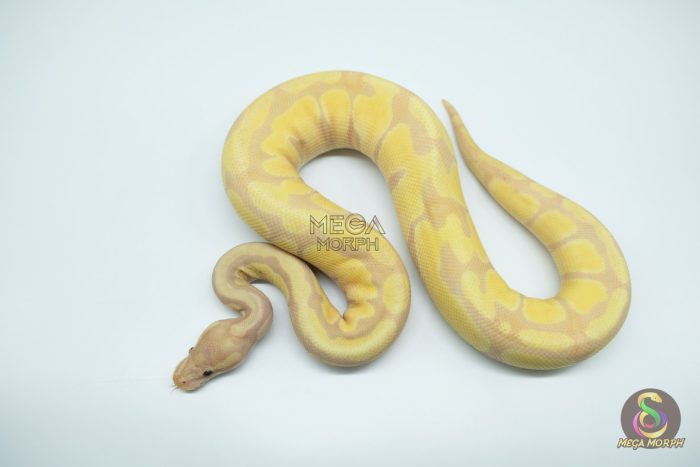 4782-3-1.jpg 4782 0.1 SUPER BANANA ORANGE DREAM ENCHI FIRE - Image 3