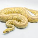 4784 0.1 BLACK PASTEL TOFFEE OR TOFFINO