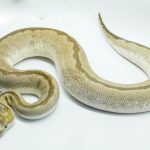 4785 0.1 BAMBOO CLOWN