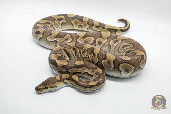 4789 1.0 MOJAVE CRYPTON - Image 2