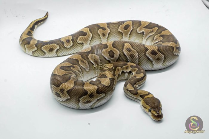 4789 1.0 MOJAVE CRYPTON - Image 3