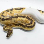 4791 1.0 FIRE PIEBALD HET CRYPTIC OR HET CLOWN