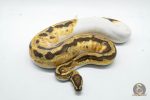 4791 1.0 FIRE PIEBALD HET CRYPTIC OR HET CLOWN - Image 3