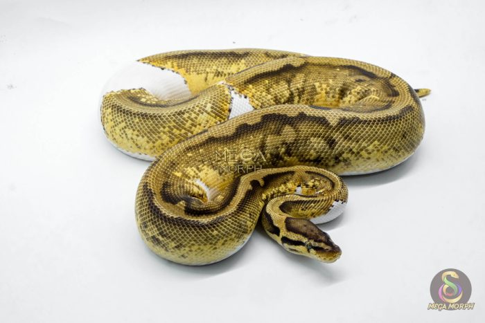 4792 0.1 PASTEL YELLOW BELLY PIEBALD HET CRYPTIC OR - Image 2