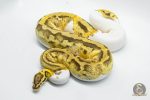 4793 0.1 FIREFLY PIEBALD HET CRYPTIC OR HET CLOWN