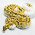 4793 0.1 FIREFLY PIEBALD HET CRYPTIC OR HET CLOWN