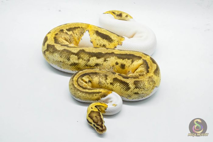 4793 0.1 FIREFLY PIEBALD HET CRYPTIC OR HET CLOWN - Image 2