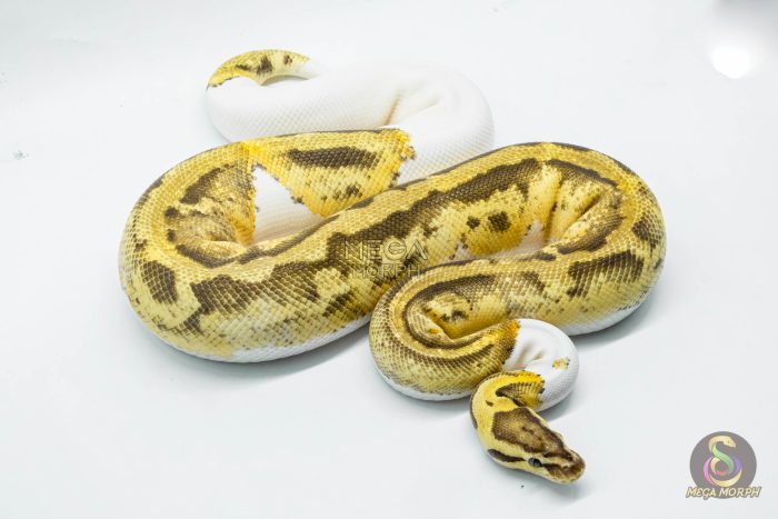 4793 0.1 FIREFLY PIEBALD HET CRYPTIC OR HET CLOWN - Image 3