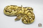 4794 0.1 FIREFLY DOUBLE HET PIEBALD HET CRYPTIC OR HET CLOWN