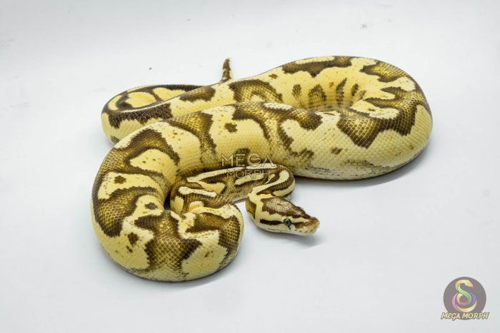 4794 0.1 FIREFLY DOUBLE HET PIEBALD HET CRYPTIC OR HET CLOWN - Image 2