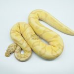 4798 0.1 BANANA ORANGE DREAM ENCHI FIREFLY