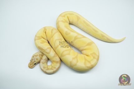 4798 0.1 BANANA ORANGE DREAM ENCHI FIREFLY