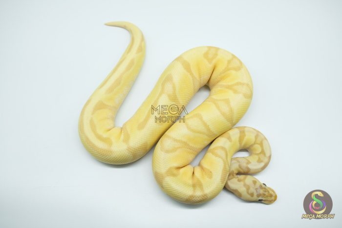 4798 0.1 BANANA ORANGE DREAM ENCHI FIREFLY - Image 2