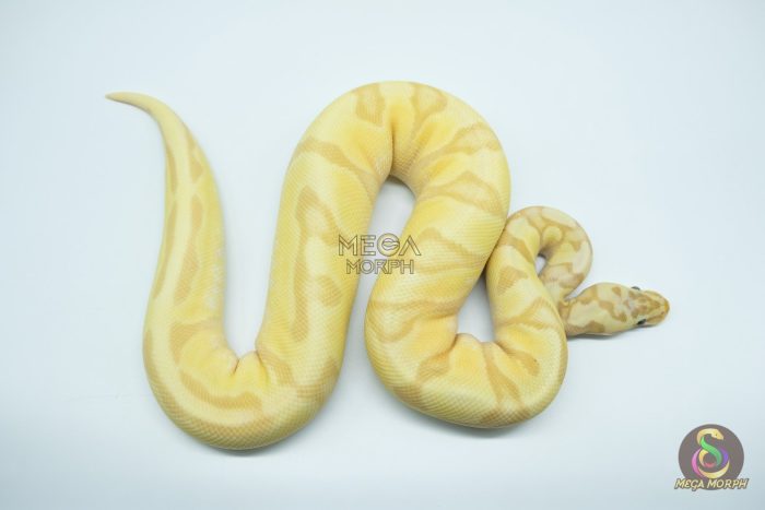4798 0.1 BANANA ORANGE DREAM ENCHI FIREFLY - Image 3
