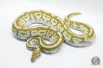 4802 0.1 BUTTER SPOTNOSE FIRE HET CLOWN