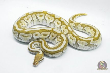 4802 0.1 BUTTER SPOTNOSE FIRE HET CLOWN