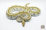 4802 0.1 BUTTER SPOTNOSE FIRE HET CLOWN - Image 2