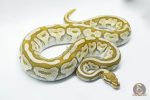 4802 0.1 BUTTER SPOTNOSE FIRE HET CLOWN - Image 3