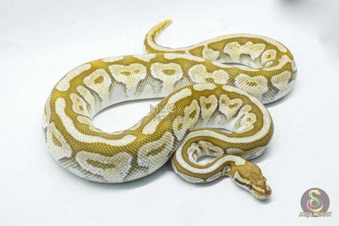 4802-3-1.jpg 4802 0.1 BUTTER SPOTNOSE FIRE HET CLOWN - Image 3