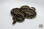 4806 1.0 CINNAMON YELLOW BELLY OR ASPHALT HET PIEBALD