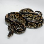 4806 1.0 CINNAMON YELLOW BELLY OR ASPHALT HET PIEBALD